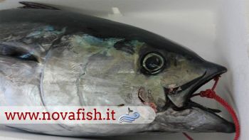 Vendita all'ingrosso e distribuzione prodotti ittici freschi - tonno rosso fresco